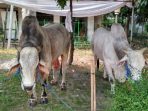 sapi